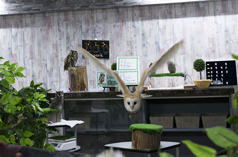 tripadvisor owl|Owlpark Owl Cafe Ikebukuro tokyo .
